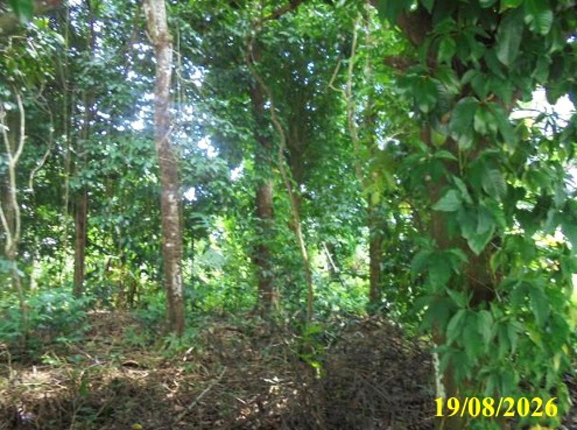 รูป ที่ดินว่างเปล่า 117 ตร.วา สุไหงปาดี นราธิวาส 1.9M - รูปที่ 9/15