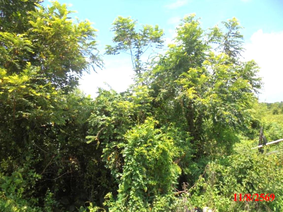 รูป ที่ดินว่างเปล่า 326 ตร.วา สุไหงโก-ลก นราธิวาส 1.8M - รูปที่ 10/15