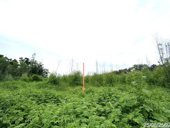 รูป ที่ดินว่างเปล่า 8869 ตร.วา หนองไผ่ เพชรบูรณ์ 3.3M - รูปที่ 6/17