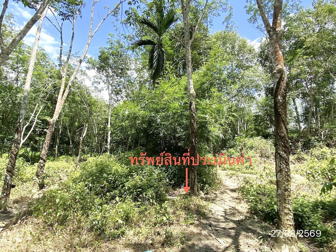 รูป ที่ดินว่างเปล่า 3040 ตร.วา ฉวาง นครศรีธรรมราช 3.8M - รูปที่ 16/21