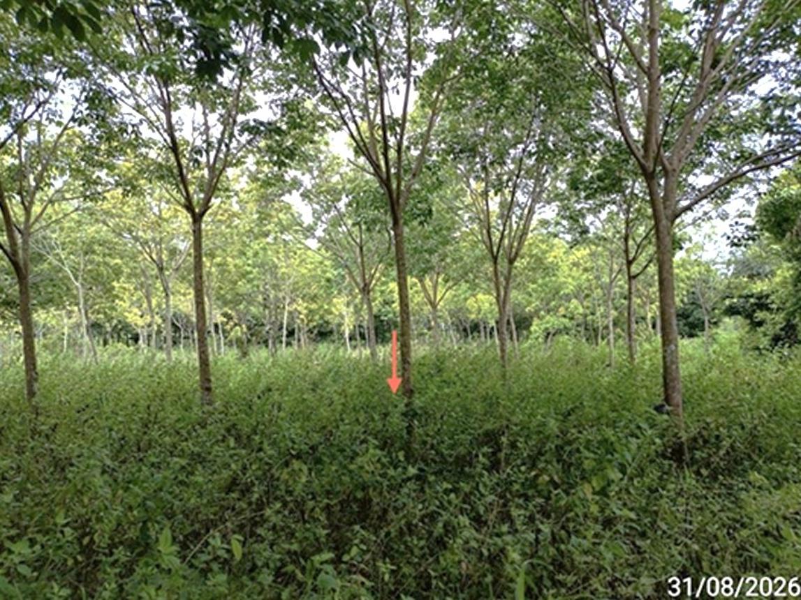 picture LAND 602 Sq.w. Selaphum Roi Et for 452,000 - 13/19