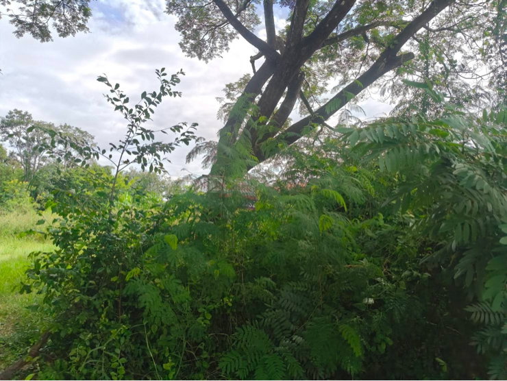 รูป เจ้าของขายเอง เชียงยืน ติดถนนหลัก อด.3001 (บ้านเลื่อม-เชียงเพ็ง) ที่ดิน ทำเลทอง รองรับการขยายตัวของเมืองอุดรธานี - รูปที่ 9/20