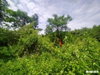 listing thumbnail image 13
