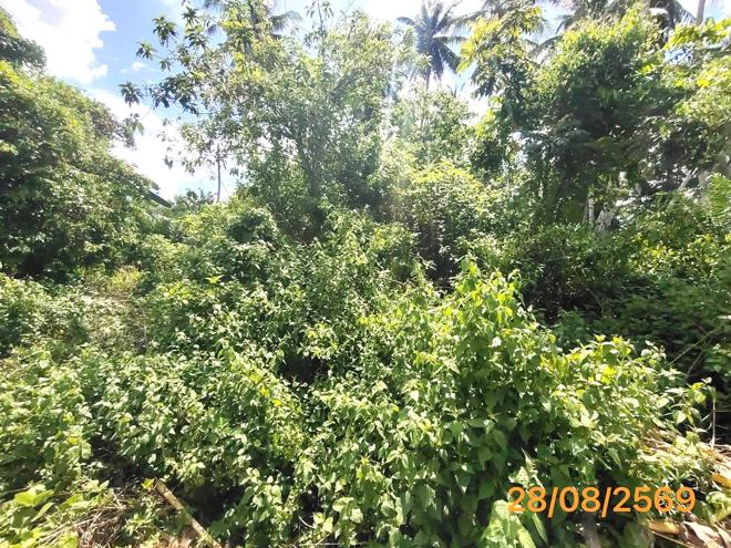 picture LAND 106 Sq.w. Khlong Thom Krabi for 679,000 - 6/19