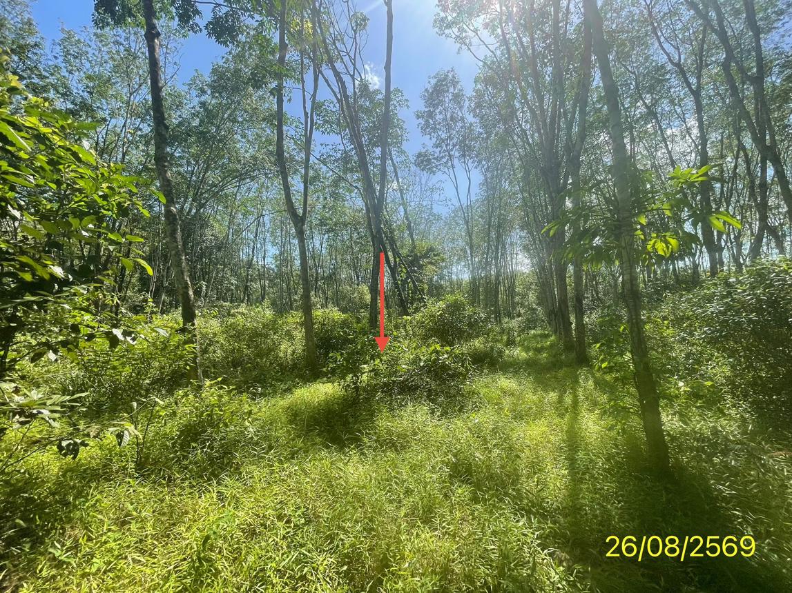 รูป ที่ดินว่างเปล่า 3544 ตร.วา ปะเหลียน ตรัง 3.1M - รูปที่ 24/29