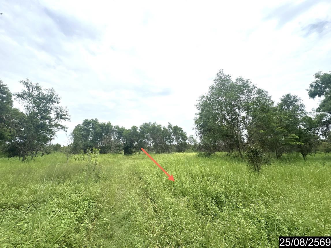 picture LAND 10253 Sq.w. Kham Khuan Kaeo Yasothon for 13.1M - 11/17