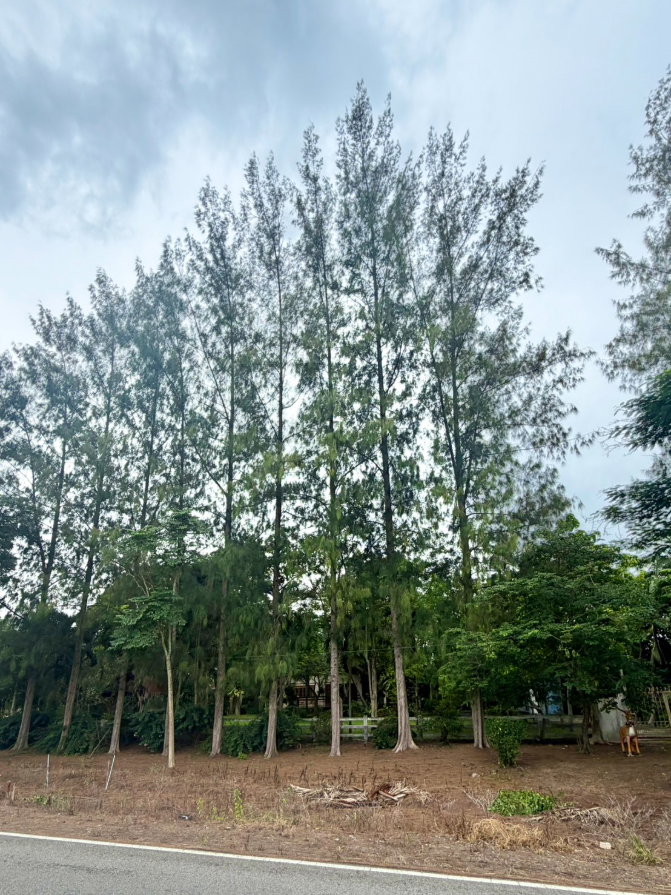 รูป ขายบ้านตากอากาศพร้อมบ้านต้นไม้ บนที่ดิน 2 ไร่ ปากช่อง - รูปที่ 85/89