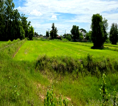 Land for sale : LAND 1830 Sq.w. Huai Mek Kalasin for 4.6M