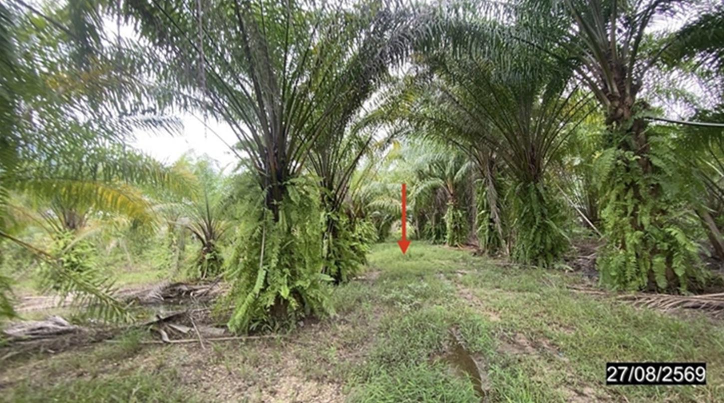 picture LAND 9195 Sq.w. Nongkai for 5.5M - 16/25
