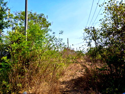 ที่ดิน หัวหิน ประจวบคีรีขันธ์ : 95618 - ขายที่ดินเปล่า หัวหิน ใกล้ Black Mountain