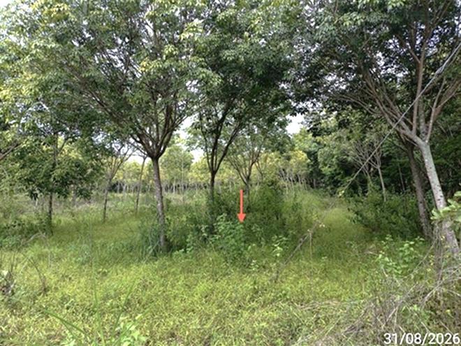 picture LAND 602 Sq.w. Selaphum Roi Et for 452,000 - 5/19