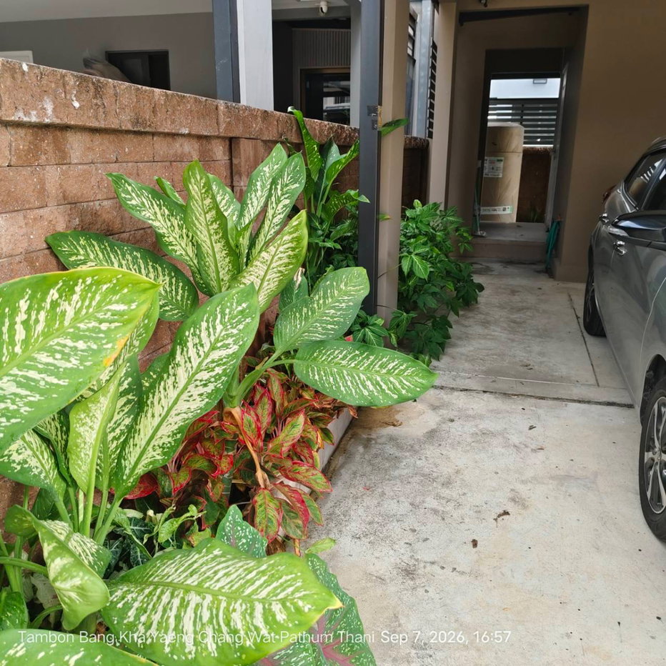 picture Sale the plant krungthep- Pathum Thani - 7/12