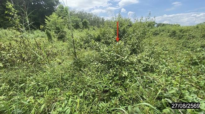 picture LAND 9195 Sq.w. Nongkai for 5.5M - 4/25