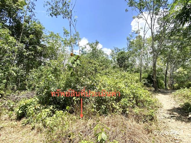 รูป ที่ดินว่างเปล่า 3040 ตร.วา ฉวาง นครศรีธรรมราช 3.8M - รูปที่ 9/21