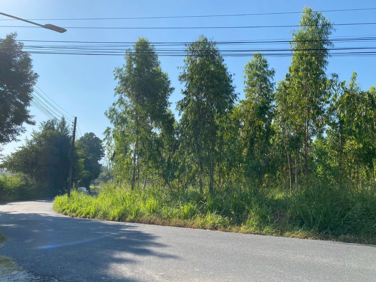 รูป ขายที่ดินหนองรี - หนองข้างคอก ที่ตั้งบ้านสวนซอย 11 - รูปที่ 2/5