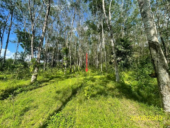รูป ที่ดินว่างเปล่า 3544 ตร.วา ปะเหลียน ตรัง 3.1M - รูปที่ 13/29