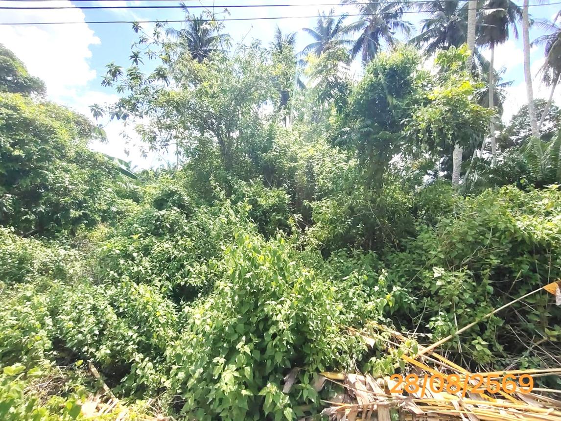 picture LAND 106 Sq.w. Khlong Thom Krabi for 679,000 - 12/19
