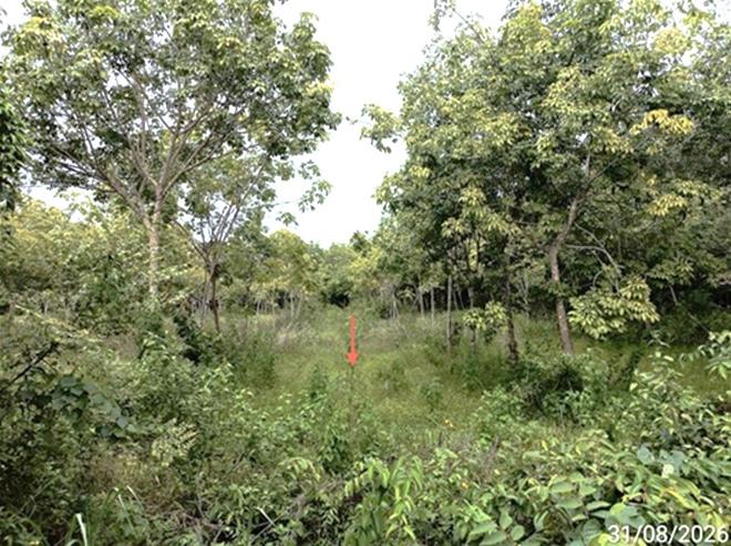 picture LAND 602 Sq.w. Selaphum Roi Et for 452,000 - 7/19