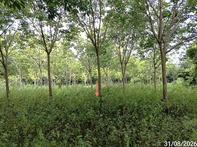 picture LAND 602 Sq.w. Selaphum Roi Et for 452,000 - 6/19