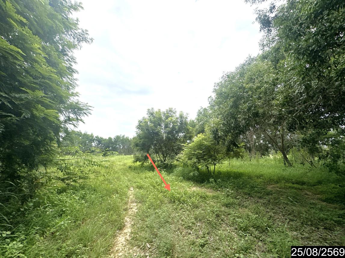picture LAND 10253 Sq.w. Kham Khuan Kaeo Yasothon for 13.1M - 12/17
