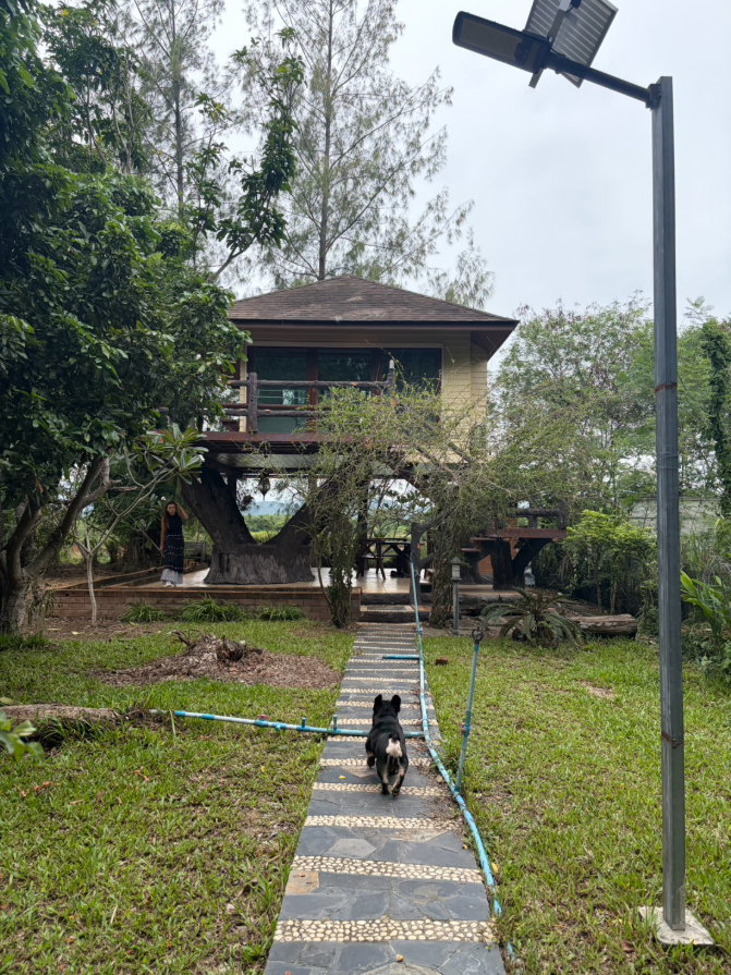รูป ขายบ้านตากอากาศพร้อมบ้านต้นไม้ บนที่ดิน 2 ไร่ ปากช่อง - รูปที่ 60/89