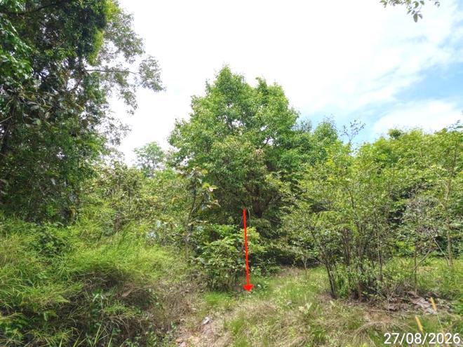 picture LAND 1817 Sq.w. Kae Dam Maha Sarakham for 1.4M - 7/17