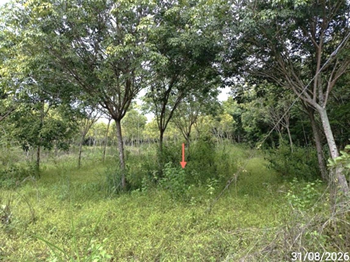 picture LAND 602 Sq.w. Selaphum Roi Et for 452,000 - 12/19