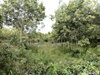 listing thumbnail image 13