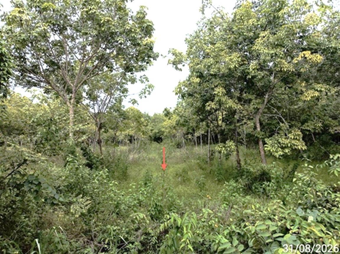 picture LAND 602 Sq.w. Selaphum Roi Et for 452,000 - 14/19