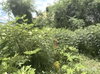 listing thumbnail image 14