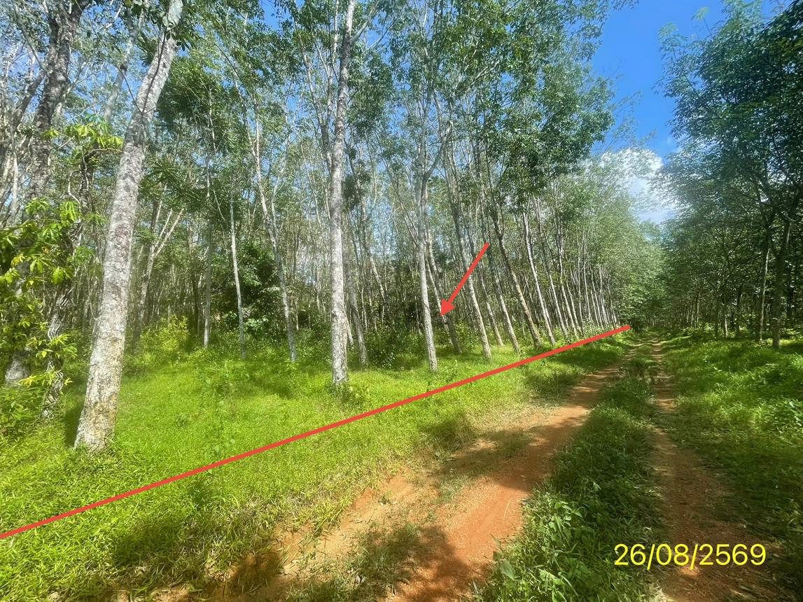 รูป ที่ดินว่างเปล่า 3544 ตร.วา ปะเหลียน ตรัง 3.1M - รูปที่ 15/29