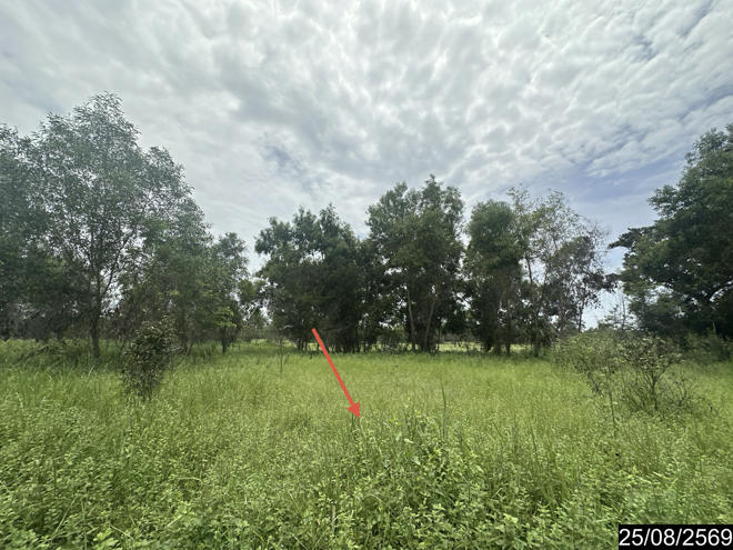 picture LAND 10253 Sq.w. Kham Khuan Kaeo Yasothon for 13.1M - 7/17