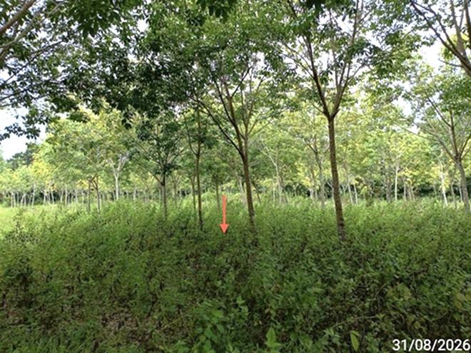 picture LAND 602 Sq.w. Selaphum Roi Et for 452,000 - 8/19