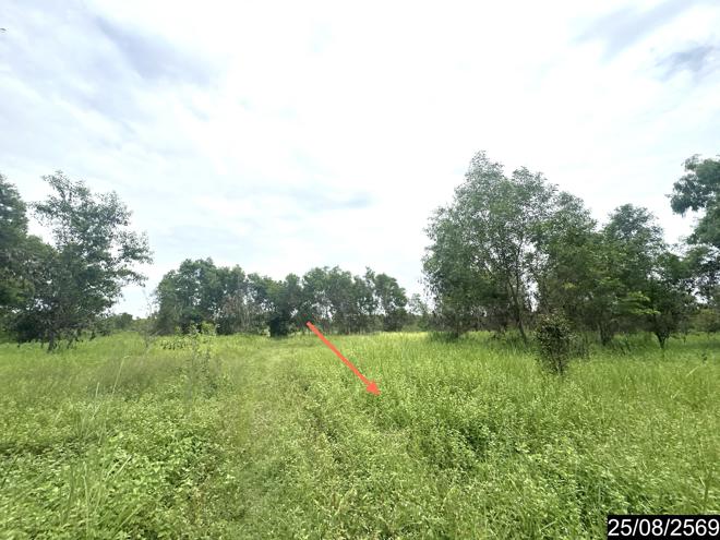 picture LAND 10253 Sq.w. Kham Khuan Kaeo Yasothon for 13.1M - 5/17
