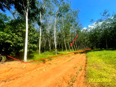 ที่ดิน ปะเหลียน ตรัง : ที่ดินว่างเปล่า 3544 ตร.วา ปะเหลียน ตรัง 3.1M