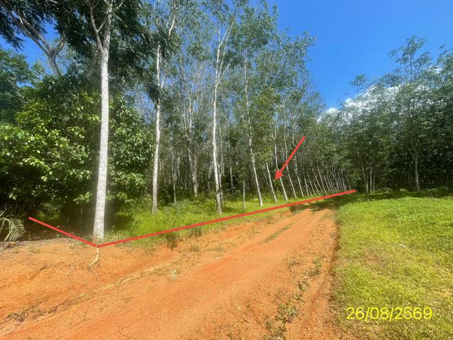 รูป ที่ดินว่างเปล่า 3544 ตร.วา ปะเหลียน ตรัง 3.1M - รูปที่ 1/29