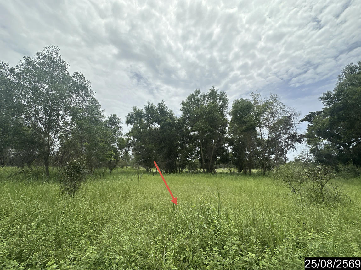 picture LAND 10253 Sq.w. Kham Khuan Kaeo Yasothon for 13.1M - 13/17