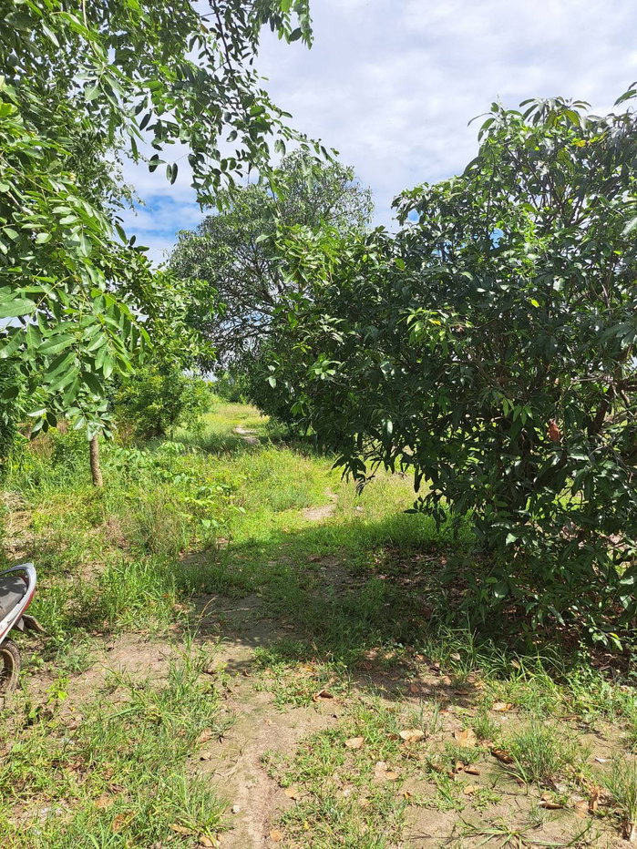 picture 7 Rai Land for Sale, Phanat Nikhom, Chon Buri, Ready for Sufficiency Economy - 5/11