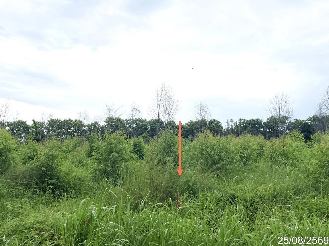 รูป ที่ดินว่างเปล่า 8869 ตร.วา หนองไผ่ เพชรบูรณ์ 3.3M - รูปที่ 13/17