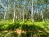 listing thumbnail image 17
