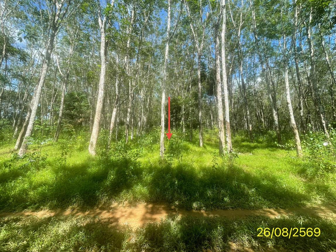 รูป ที่ดินว่างเปล่า 3544 ตร.วา ปะเหลียน ตรัง 3.1M - รูปที่ 18/29