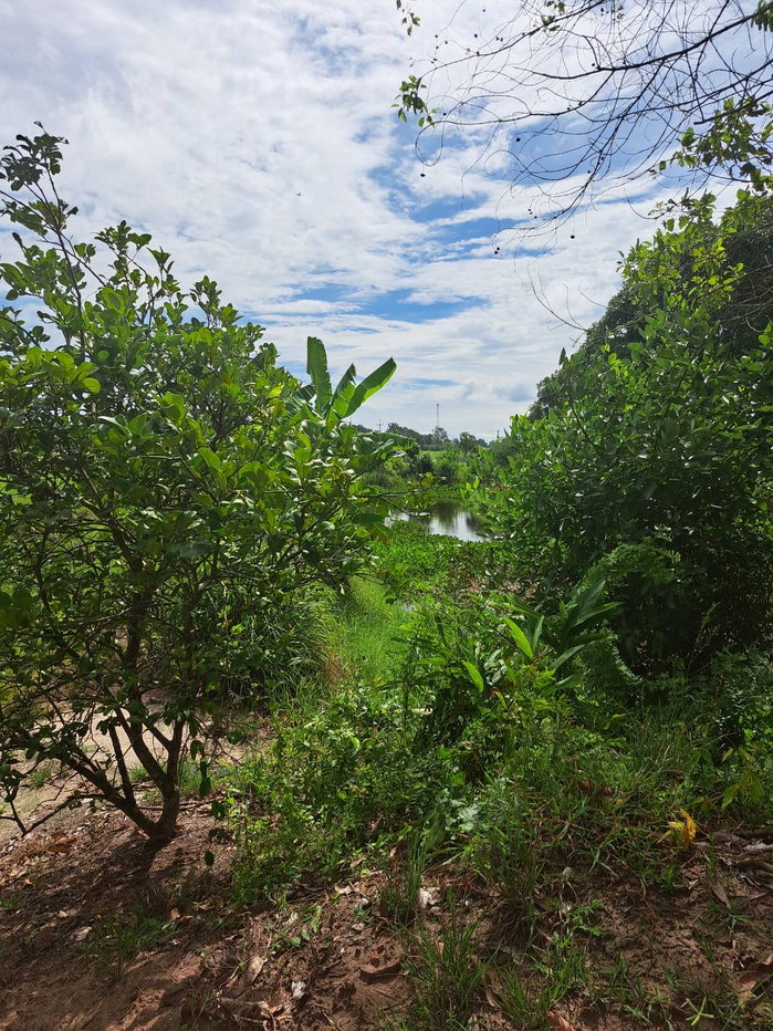 picture 7 Rai Land for Sale, Phanat Nikhom, Chon Buri, Ready for Sufficiency Economy - 3/11