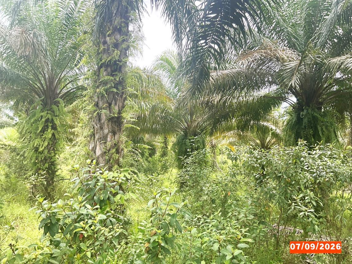 picture LAND 1323 Sq.w. Palian Trang for 1.3M - 10/15