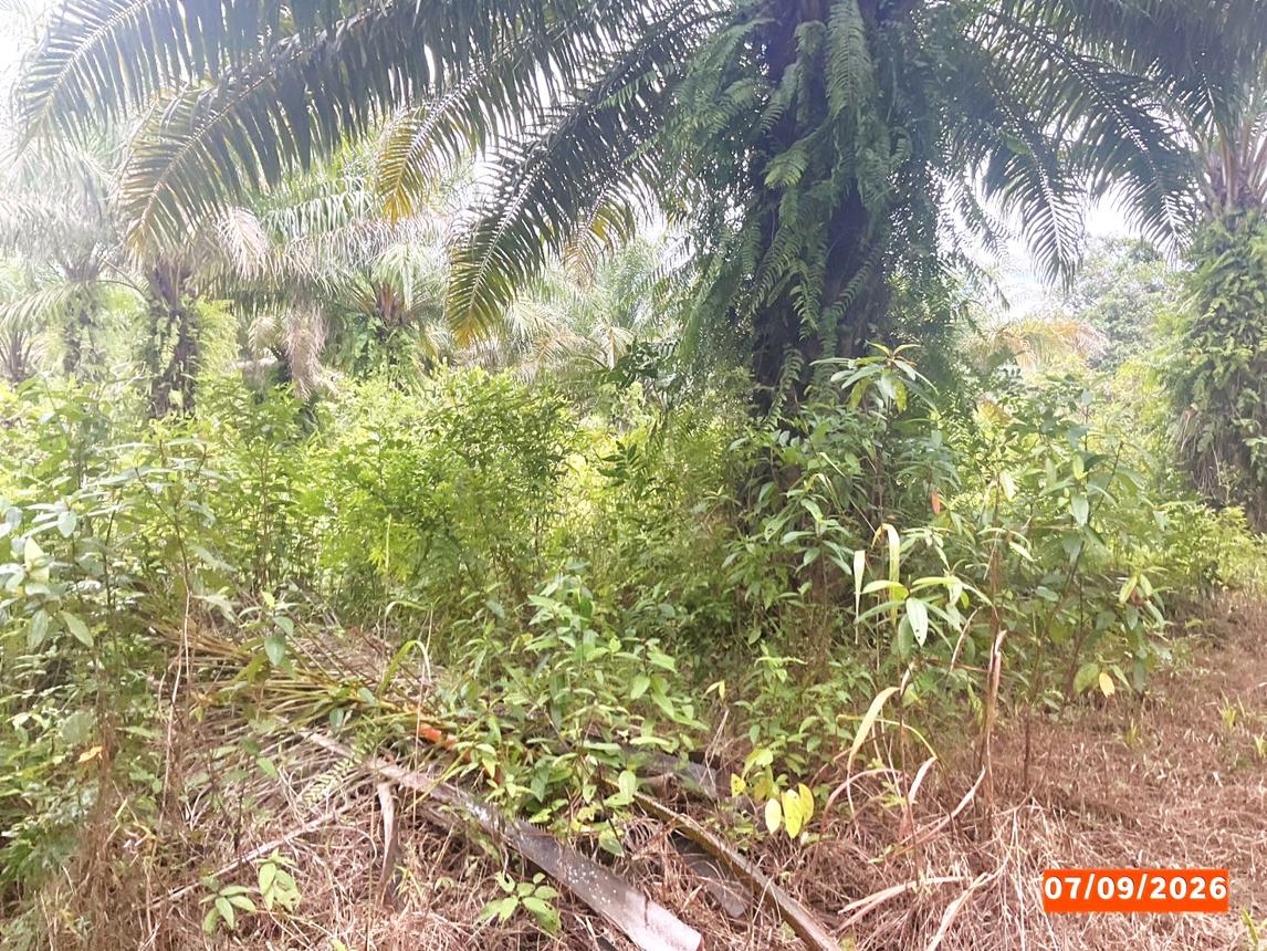 picture LAND 1323 Sq.w. Palian Trang for 1.3M - 11/15