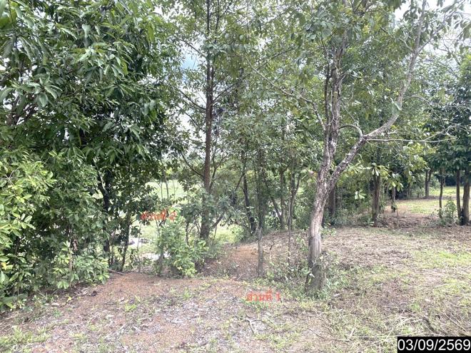 picture LAND 6586 Sq.w. Nongkai for 12.2M - 10/35