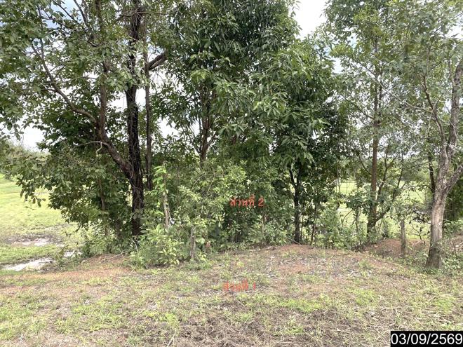 picture LAND 6586 Sq.w. Nongkai for 12.2M - 9/35
