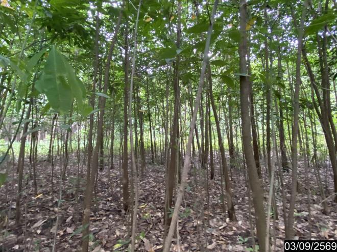 รูป ที่ดินว่างเปล่า 5860 ตร.วา เมืองบึงกาฬ บึงกาฬ 5.9M - รูปที่ 7/25