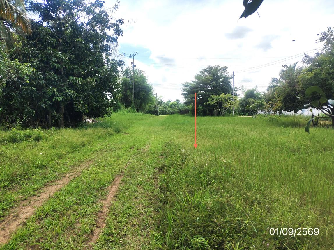 รูป ที่ดินว่างเปล่า 250 ตร.วา ฝาง เชียงใหม่ 1.6M - รูปที่ 12/21