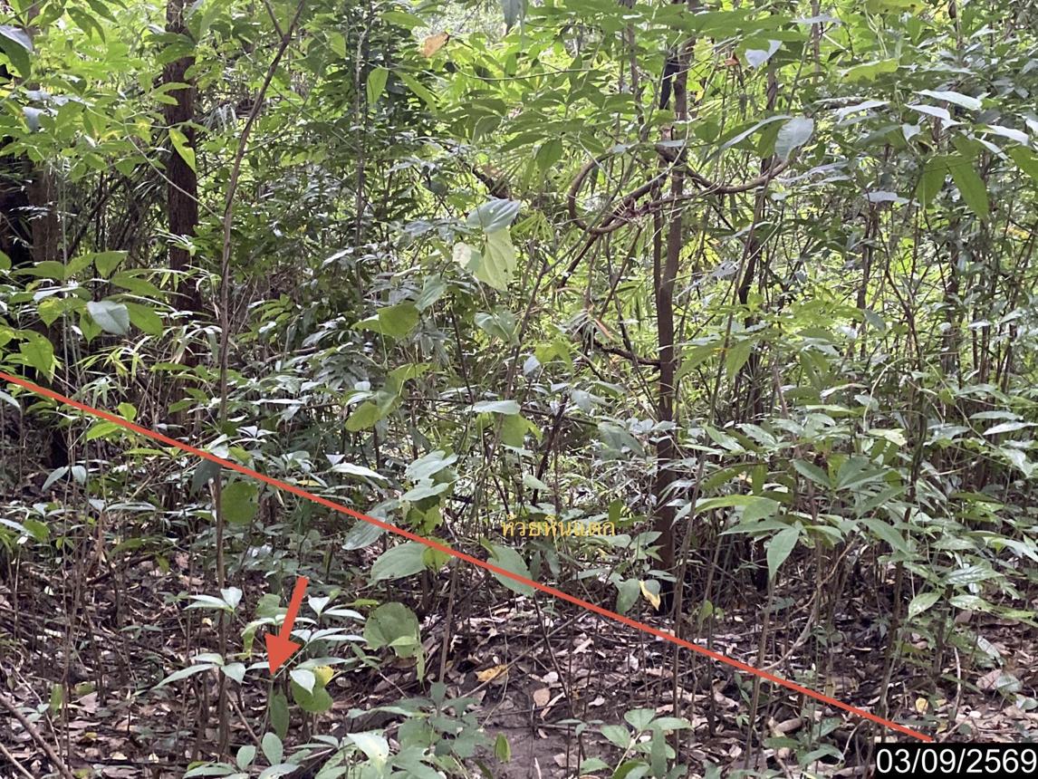 รูป ที่ดินว่างเปล่า 5860 ตร.วา เมืองบึงกาฬ บึงกาฬ 5.9M - รูปที่ 21/25