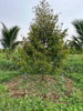 listing thumbnail image 4